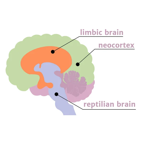 三位一体的大脑 结构的符号 带有说明 矢量说明 — 图库矢量图片
