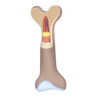 Kemiğin anatomik yapısı. Vektör illüstrasyonu