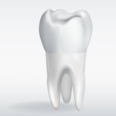 Gerçekçi diş. Diş hekimliği illüstrasyonu 