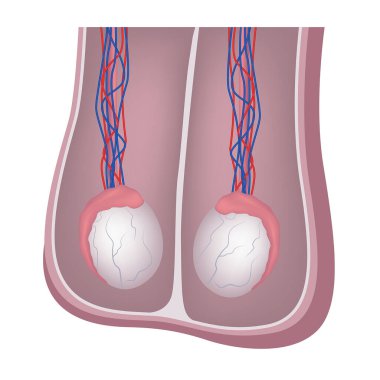 Erkek testislerinin anatomisi. Tıbbi poster. Vektör illüstrasyonu