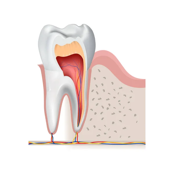 内部構造を示す歯の断面図 ベクターイラスト — ストックベクタ