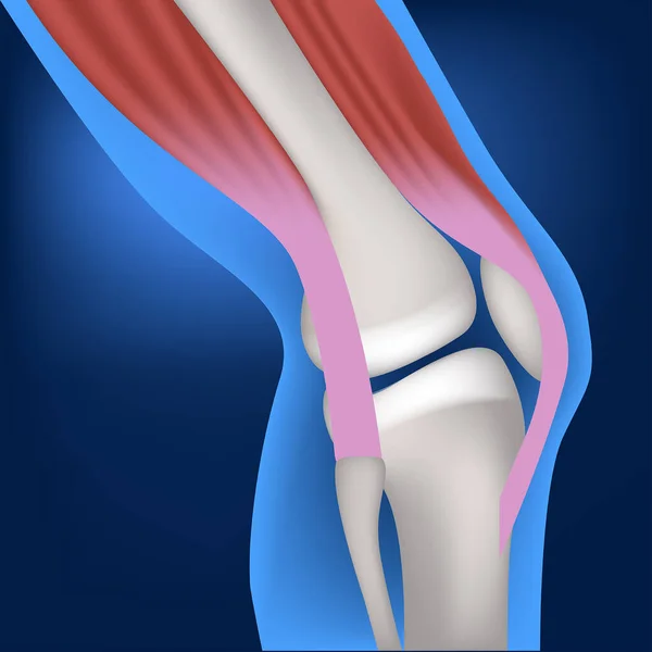 Anatomy Bones Knee Joint Mice Vector Illustration — Stock Vector