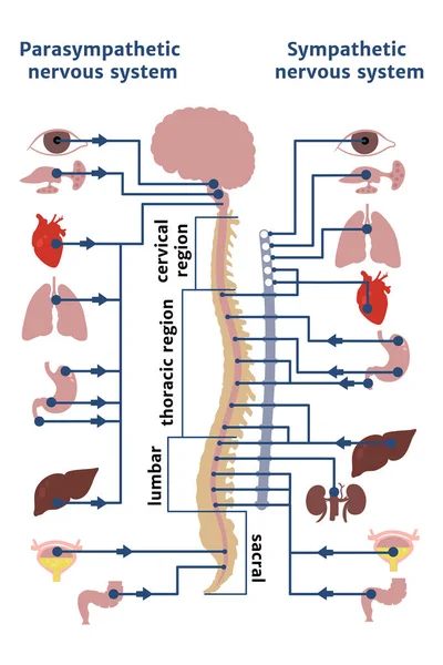 Sistema Nervioso Humano Simpático Parasimpático Cartel Médico Con Infografías Órganos — Vector de stock