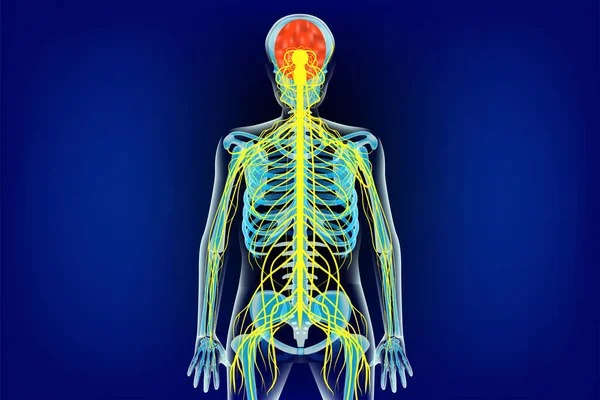 Sistema Nervioso Humano Mostrado Esqueleto Ilustración Médica Del Vector — Vector de stock