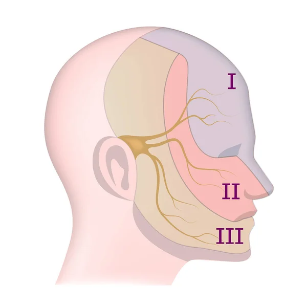 顔に徴候を持つ三叉神経 ベクターイラスト — ストックベクタ