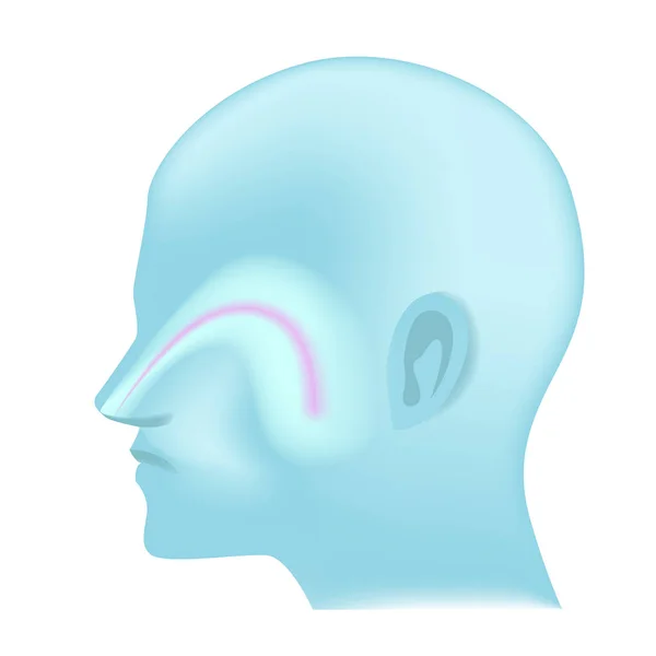 Silhouette Bleue Une Tête Avec Sinus Maxillaire Icône Pour Les — Image vectorielle