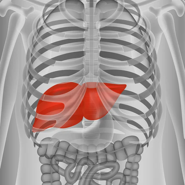 Červená Játra Břiše Černobílém Pozadí Průhledné Lidské Tělo Kostlivec Anatomie — Stockový vektor