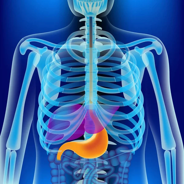 蓝色背景的人体骨骼X光显示肝脏和胃 医疗媒介说明 — 图库矢量图片