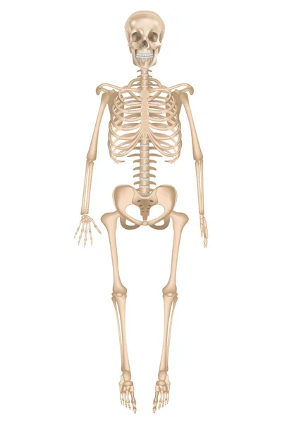 Человеческий Скелет Полном Развитии Детальная Анатомия Векторная Иллюстрация — стоковый вектор