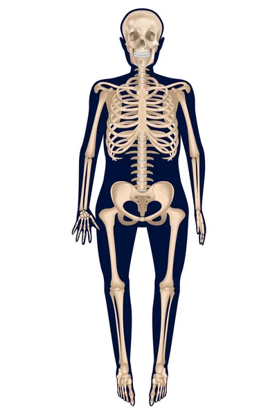 Detailní Realistická Lidská Kostra Pozadí Temné Siluety Anatomická Vektorová Ilustrace — Stockový vektor