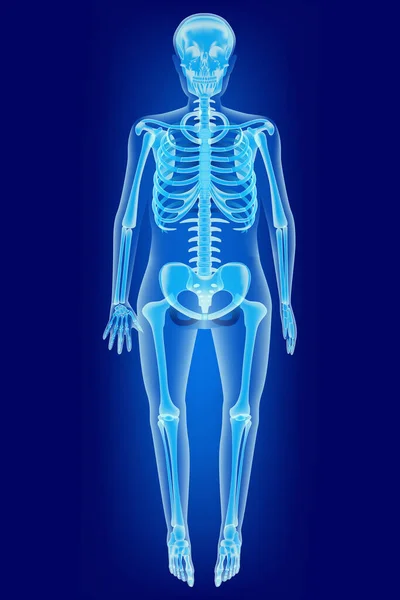 Ανθρώπινος Σκελετός Πλήρη Ανάπτυξη Στέκεται Μπλε Φόντο Οστά Νέον Λάμψη — Διανυσματικό Αρχείο