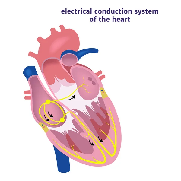 Система Провідності Серця Анатомія Людини Векторні Ілюстрації — стоковий вектор