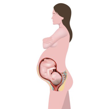 A pregnant woman standing tall. Baby in the womb. Cross section. Medical vector illustration