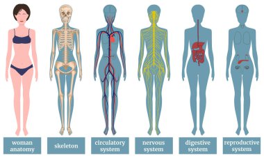 reproductive system, digestive system, nervous system, circulatory system, human skeleton, woman anatomy. Medical poster. Vector illustration