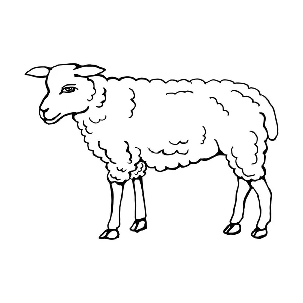 Yanında Bir Koyunun Silueti Var Siyah Çizgiler Keçeli Kalemler Çizgi — Stok Vektör