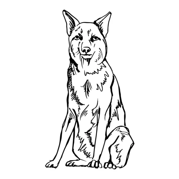 Desenho de Raposa-cinzenta sentada para colorir