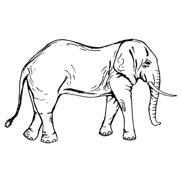 Silueta Elefante Pleno Crecimiento Vista Lateral Dibujo Con Líneas Negras — Vector de stock