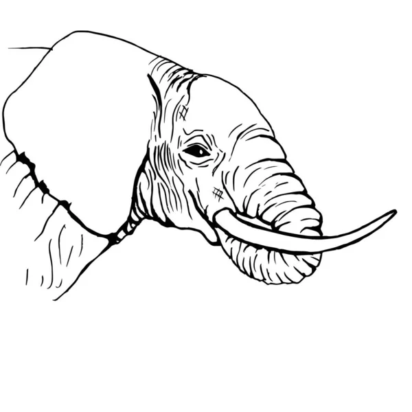 Elefanthuvud Med Baklucka Munnen Sidovy Ritning Med Svarta Linjer Markör — Stock vektor
