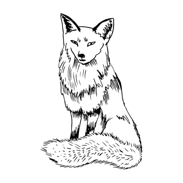 狐狸坐姿的轮廓 用黑线 线条画 矢量说明 — 图库矢量图片