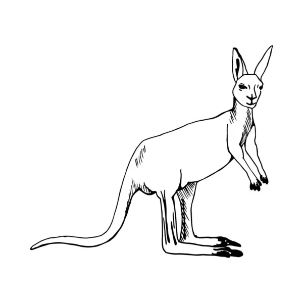 Funny Kangaroo Silhouette Drawing Black Lines Marker Line Art Vector — Stock Vector