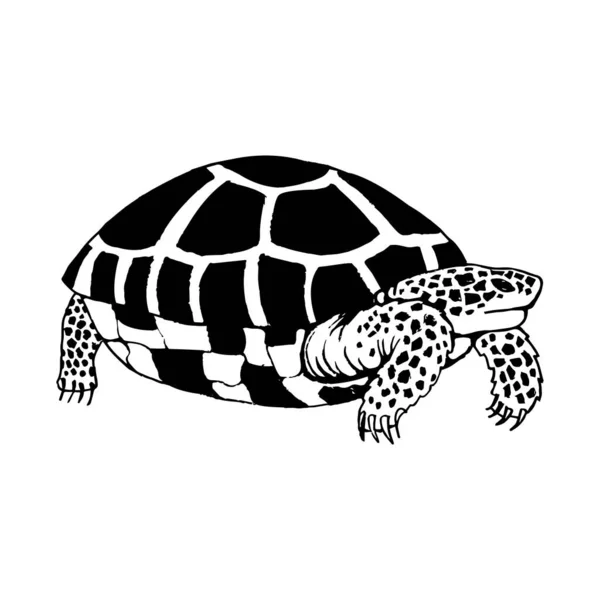 Landschildkröte Seitenansicht Zeichnen Mit Schwarzen Linien Marker Linienzeichnung Vektorillustration — Stockvektor