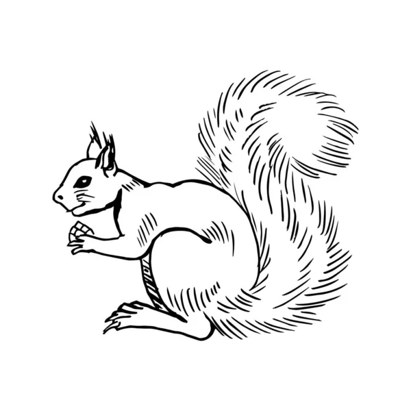 Squirrel Bump Its Paws Side View Drawing Black Lines Marker — Stock Vector