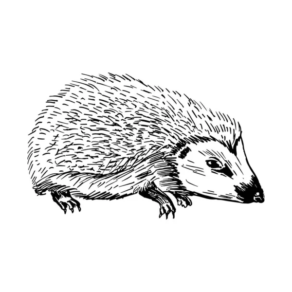 Hedgehog Side View Drawing Black Lines Marker Line Art Vector — Stock Vector