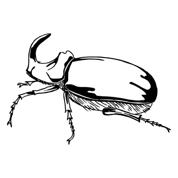 Gergedan Böceği Yan Görüş Siyah Çizgiler Keçeli Kalemler Çizgi Sanatı — Stok Vektör