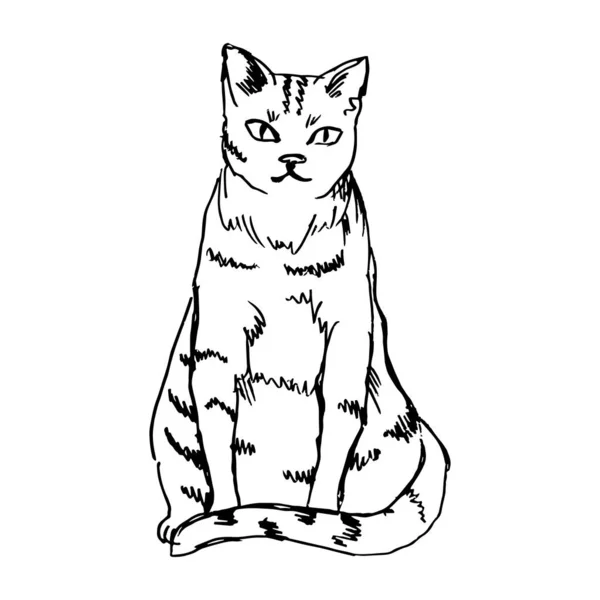 Oturma Pozisyonunda Sevimli Bir Kedi Siyah Çizgiler Keçeli Kalemler Çizgi — Stok Vektör
