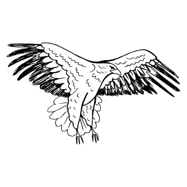 Eagle Flight Spread Wings Drawing Black Lines Marker Line Art — Stock Vector