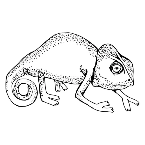 Chameleon Side Drawing Black Lines Marker Line Art Vector Illustration — Stock Vector