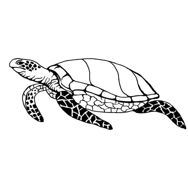 Sea Turtle Drawing Black Lines Marker Vector Illustration — Stock Vector