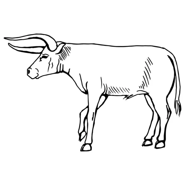 Gehörnter Stier Auf Der Seite Zeichnung Mit Schwarzen Linien Markierung — Stockvektor