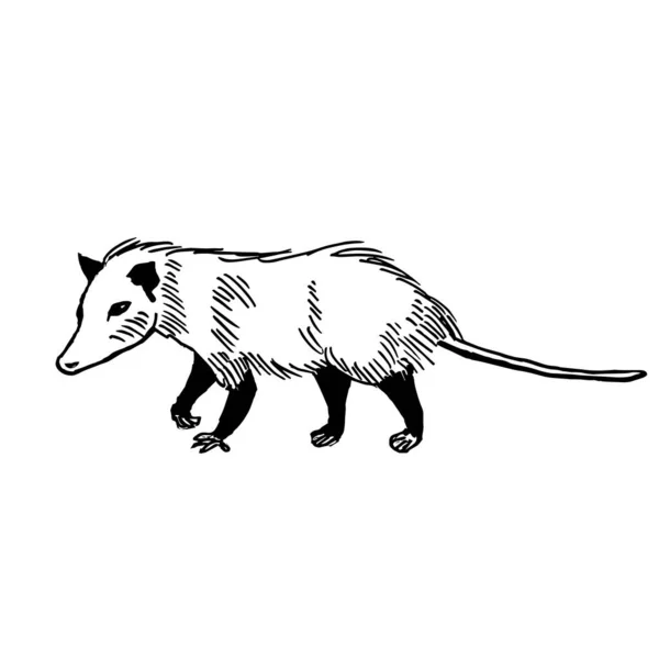 Opossum Vista Lateral Desenho Linha Arte Linha Ilustração Vetorial —  Vetores de Stock