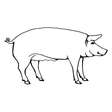 Bir domuzun çizimi, yan görüş. Çizgi çizimi, çizgi sanatı. Vektör illüstrasyonu