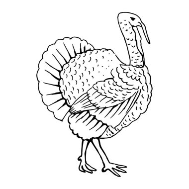 Basit çizgilerle çizilmiş bir hindinin soyut, minimalist çizimi. Çizgi çizimi, çizgi sanatı. Vektör illüstrasyonu