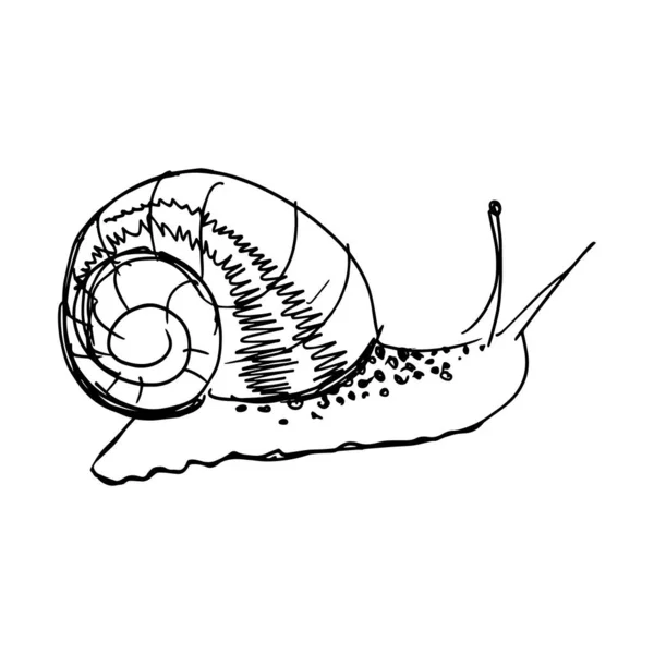 추상적 축소적 달팽이의 스케치입니다 직선그리기 일러스트 — 스톡 벡터