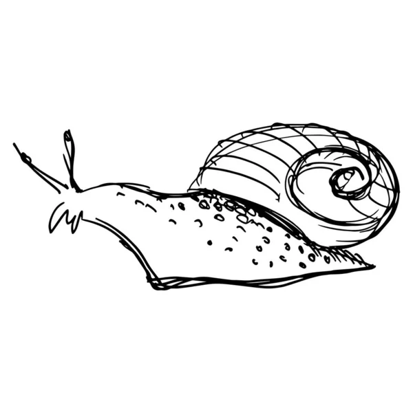 蜗牛的简约素描 线条画 线条艺术 矢量说明 — 图库矢量图片