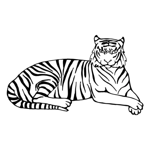 Szkic Tygrysa Paski Leżącego Ziemi Rysunek Linii Sztuka Linii Ilustracja — Wektor stockowy