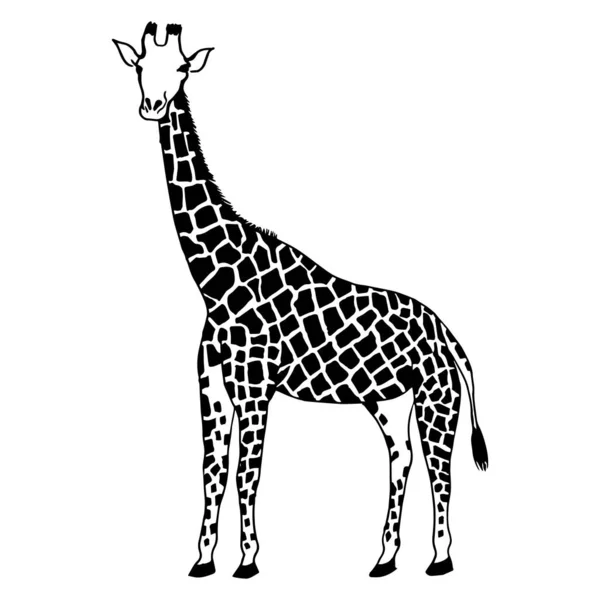 摘要简约简约的长颈鹿素描 为一本关于动物的书或杂志的封面设计理想的设计 线条画 线条艺术 矢量说明 — 图库矢量图片