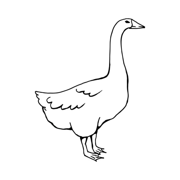 Silhouette Goose Profile Line Drawing Vector Illustration — Stock Vector
