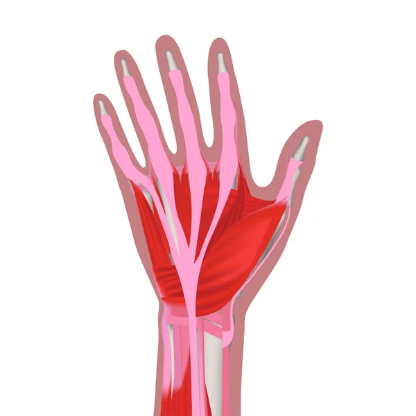 Mänsklig Hand Utan Hud Vit Bakgrund Muskelstruktur Konceptuell Medicinsk Affisch — Stock vektor