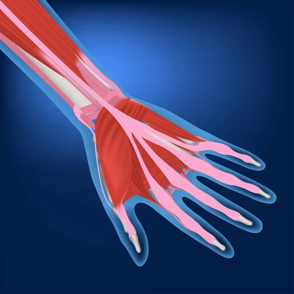 Renderização Uma Mão Com Músculos Tendões Contexto Azul Ilustração Médica —  Vetores de Stock