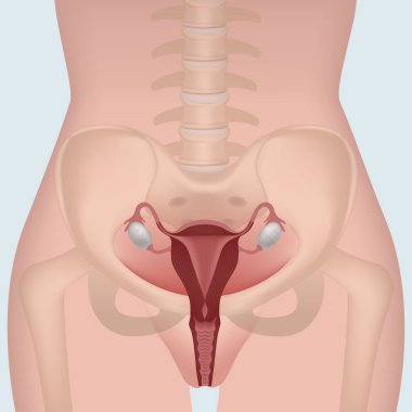 Gövdesi olan kadın üreme sistemi. Rahmin vücudun pelvis bölgesindeki konumu. Tıbbi poster. Vektör illüstrasyonu
