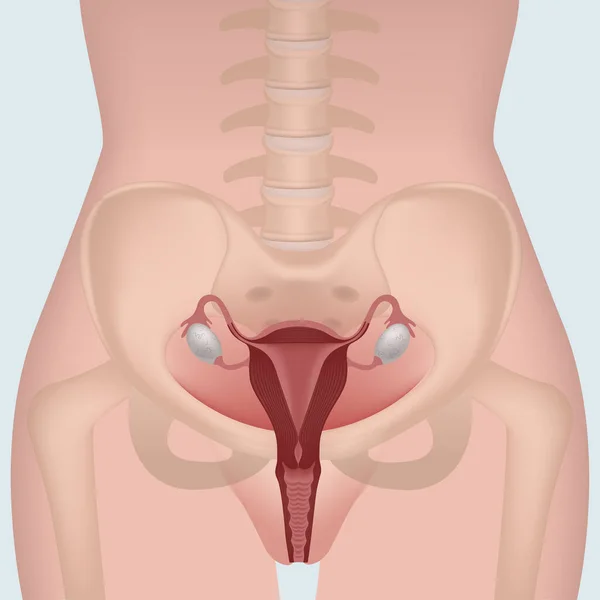 胴体を持つ女性生殖器系 体の骨盤部分に子宮の位置 医療ポスター ベクターイラスト — ストックベクタ