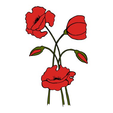 Bir buket parlak kırmızı gelincik. Vektör illüstrasyonu