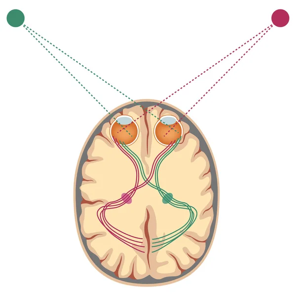 Sistema Visual Camino Infografía Con Diagrama Cómo Cerebro Percibe Una — Vector de stock