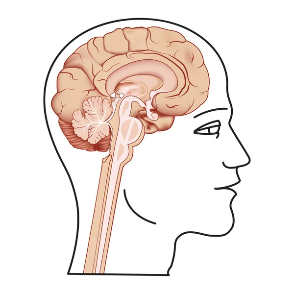 一个有大脑的人在一个有大脑的部分的轮廓 医疗海报 矢量说明 — 图库矢量图片