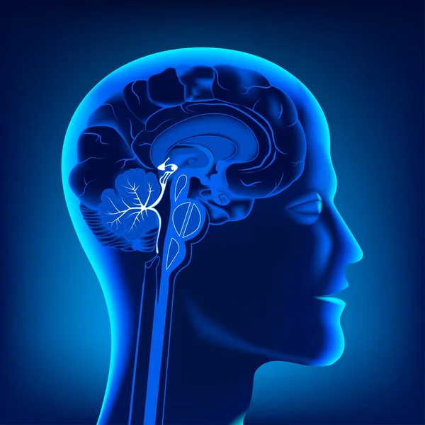 头部与大脑在剖面 霓虹灯 灿烂的插图 医疗海报 — 图库矢量图片