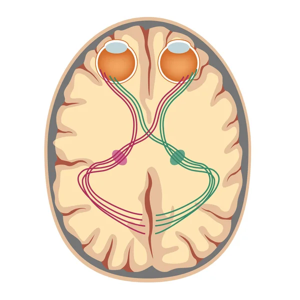 System Wizualny Mózgu Plakat Medyczny Ilustracja Wektora — Wektor stockowy